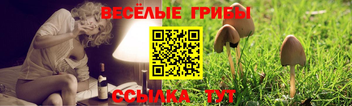 Галлюциногенные грибы прущие грибы  Вход с VPN  Славянск-на-Кубани  закладки  Галлюциногенные грибы GOLDEN TEACHER 